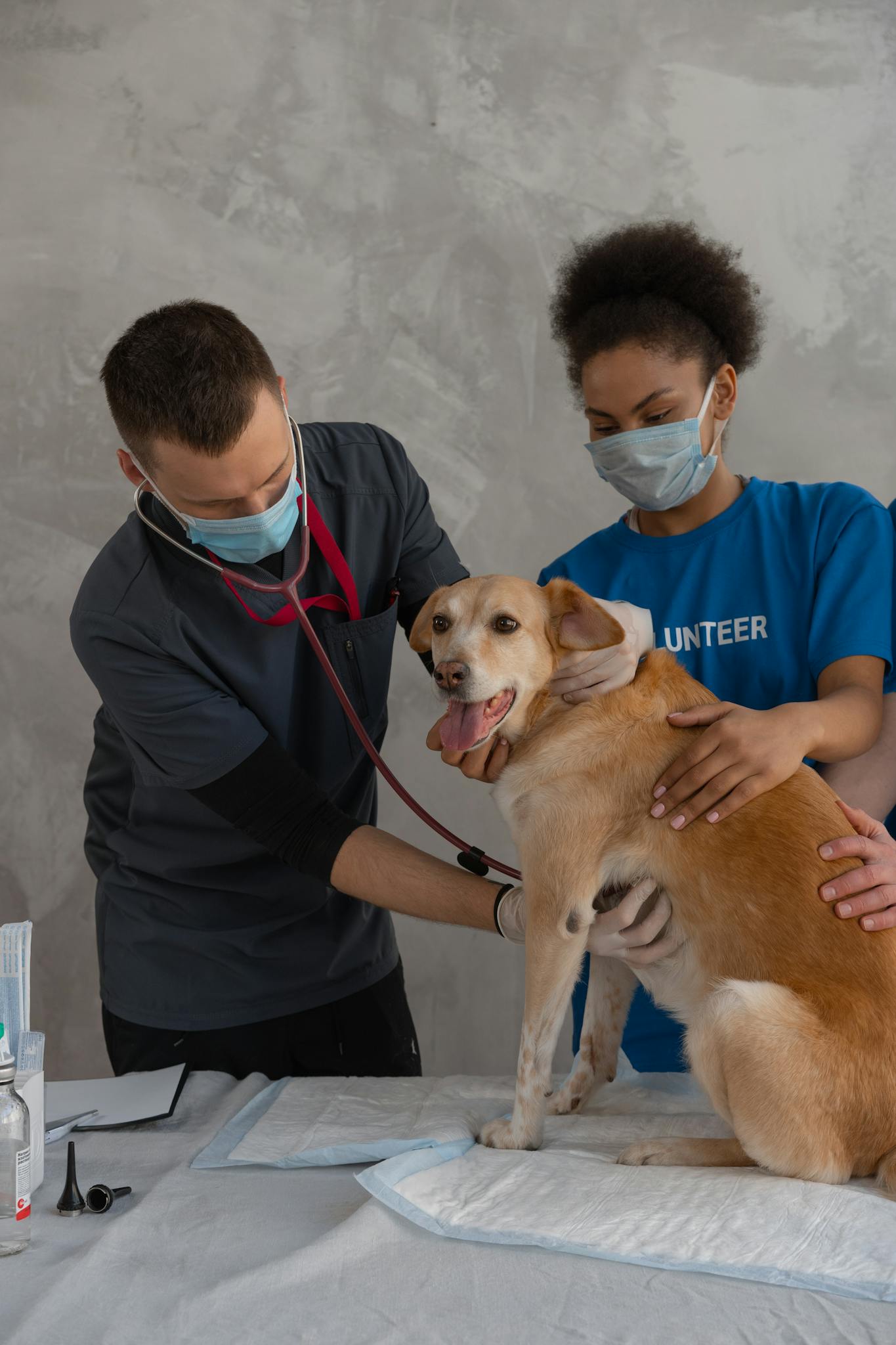 Two veterinarians conduct a medical examination on a dog in a clinic while wearing protective gear.
